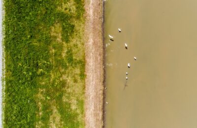 aerial photography of ducks on body of water